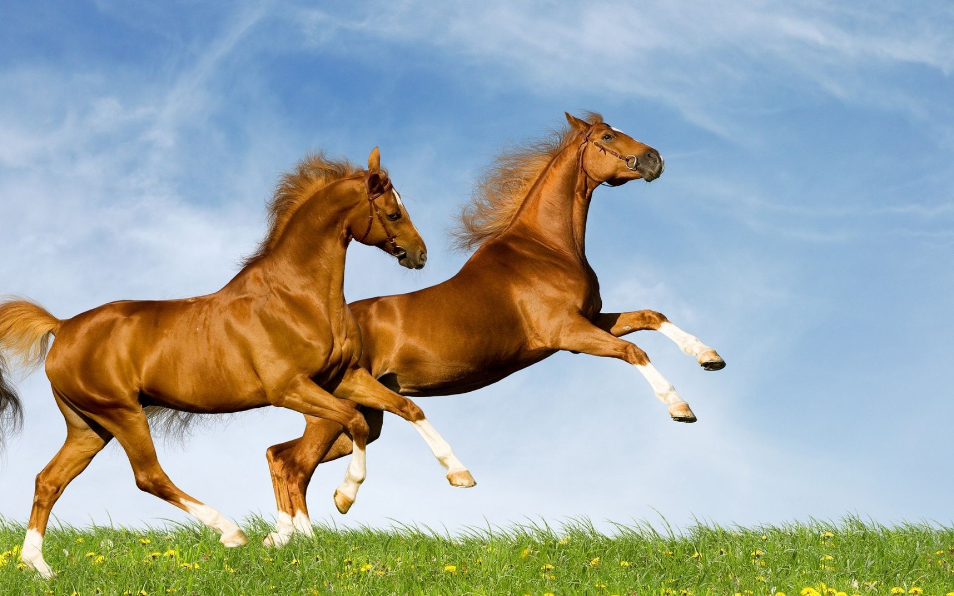 two horse