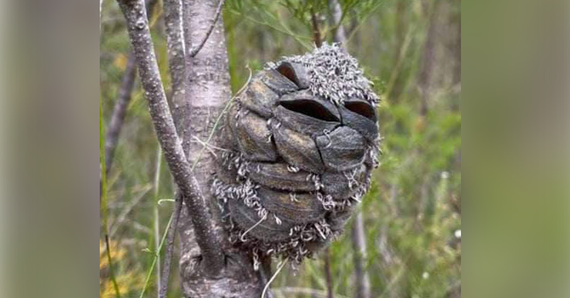 Woman spots what she thinks is a happy bird in the forest – then suddenly realizes her mistake